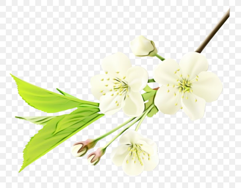 Blossom Cut Flowers ST.AU.150 MIN.V.UNC.NR AD Flowering Plant Plant Stem, PNG, 800x639px, Blossom, Botany, Branch, Cherries, Cherry Blossom Download Free