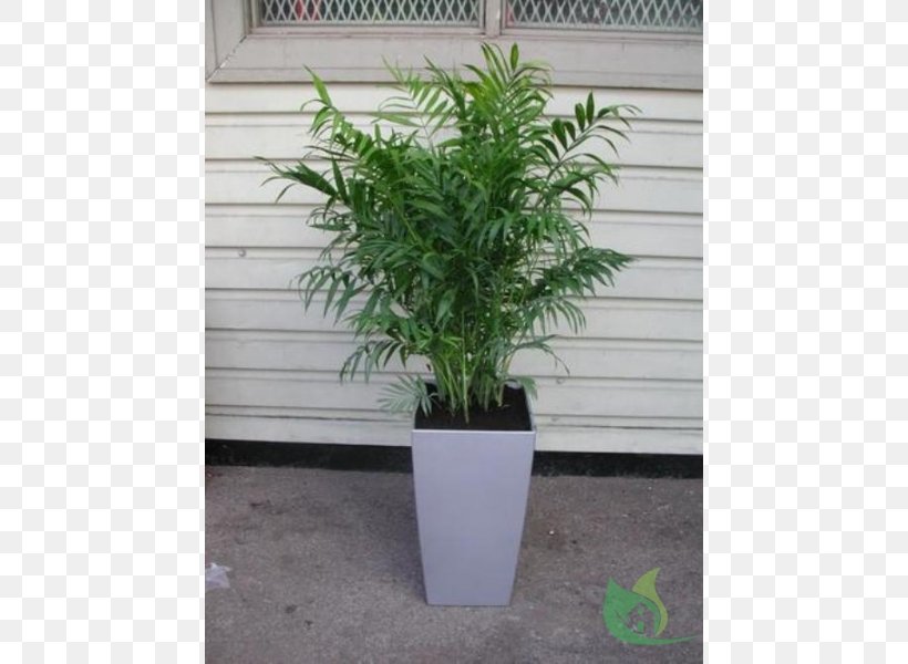 Flowerpot Chamaedorea Elegans Garden Houseplant Arecaceae, PNG, 600x600px, Flowerpot, Arecaceae, Arecales, Babassu, Chamaedorea Download Free
