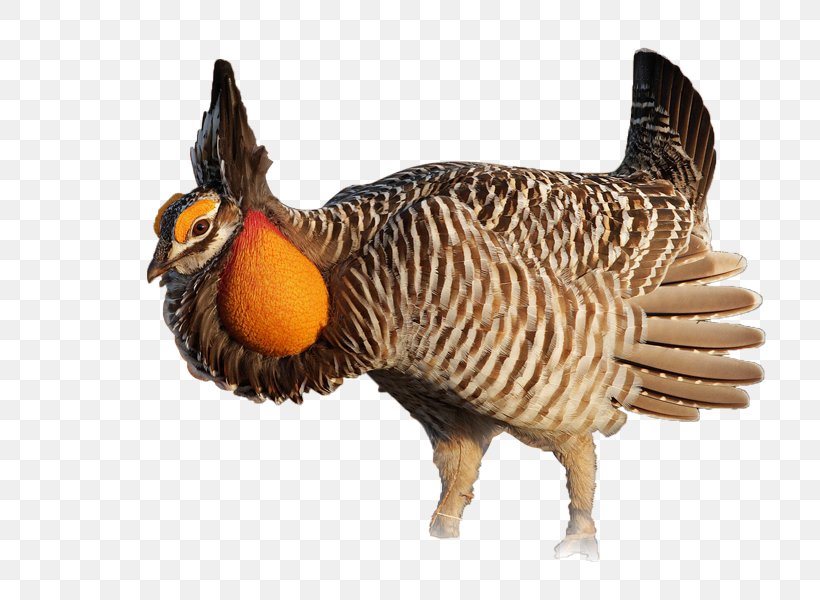 Polish Chicken Bird Grouse Greater Prairie Chicken, PNG, 800x600px, Polish Chicken, Animal, Animal Figure, Beak, Bird Download Free
