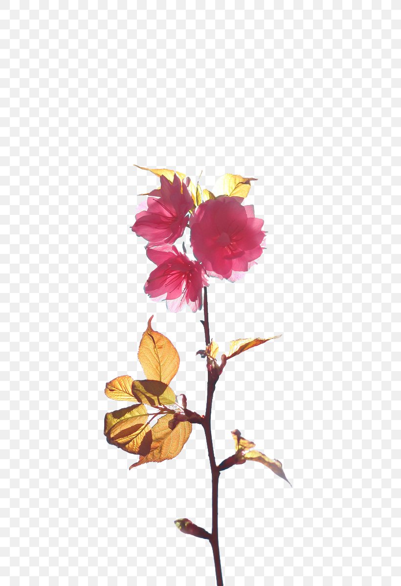 Cherry Blossom Branch Floral Design, PNG, 750x1200px, Cherry Blossom, Blossom, Branch, Cherry, Cut Flowers Download Free