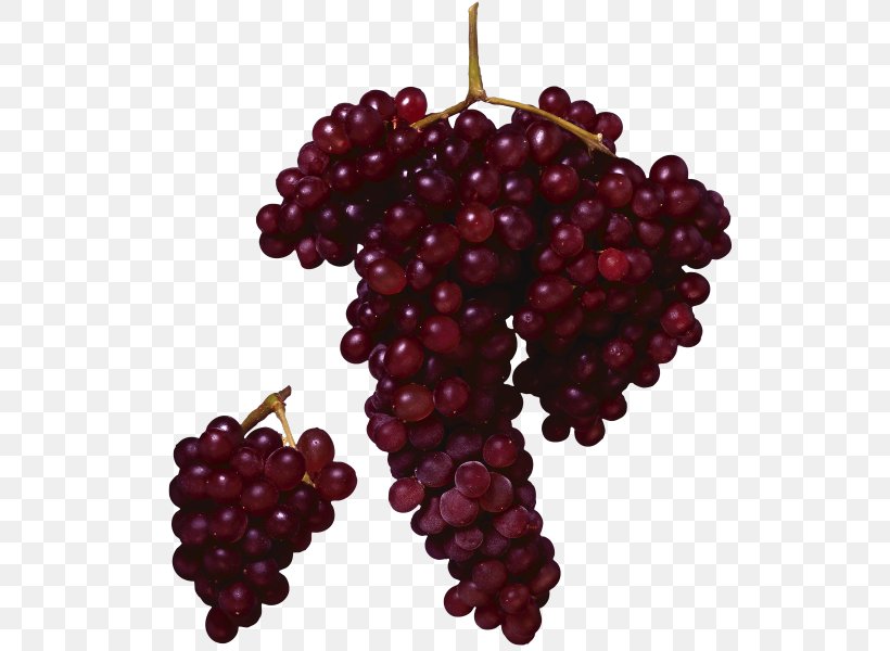 Grape Merlot Wine Juice Fruit, PNG, 550x600px, Grape, Berry, Boysenberry, Common Grape Vine, Flowering Plant Download Free