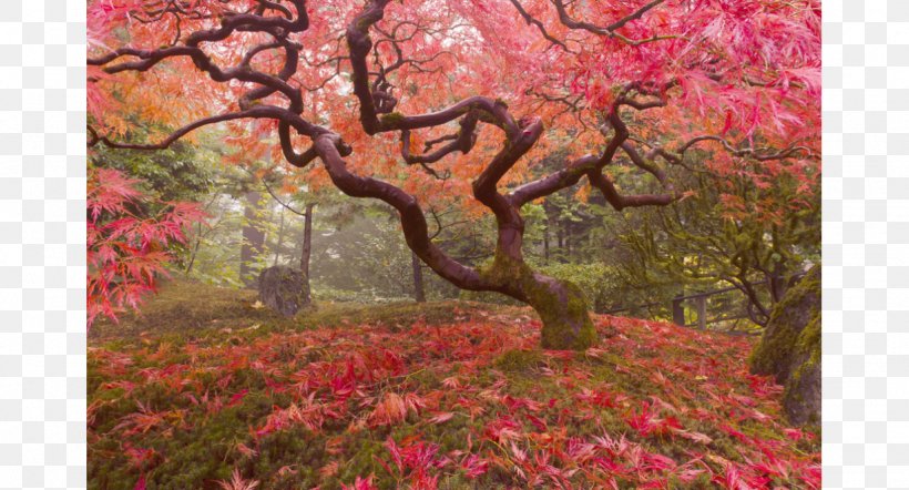 Japanese Maple Acer Japonicum Tree Bonsai Japanese Garden, PNG, 1228x662px, Japanese Maple, Acer Ginnala, Acer Japonicum, Autumn, Blossom Download Free