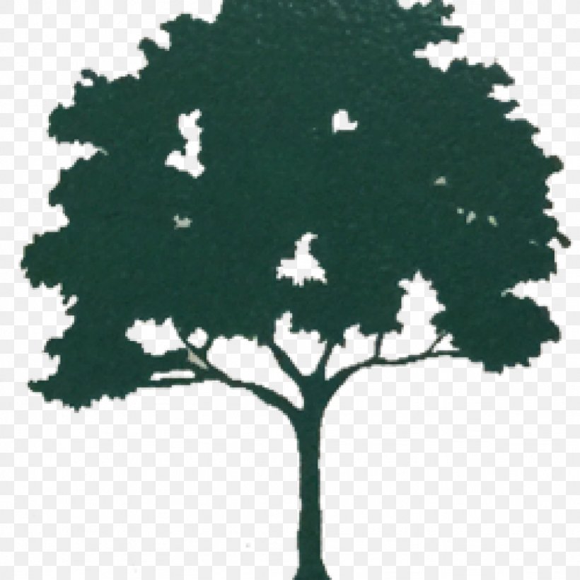 K C Tree Inc Kauri Clip Art, PNG, 1024x1024px, Tree, Art, Branch, Document, English Yew Download Free