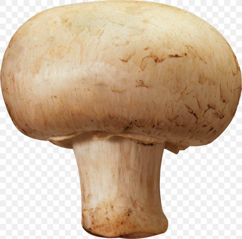 Mushroom Hunting Morchella Esculenta Fungus, PNG, 1276x1262px, Common Mushroom, Agaricaceae, Agaricomycetes, Agaricus, Champignon Mushroom Download Free