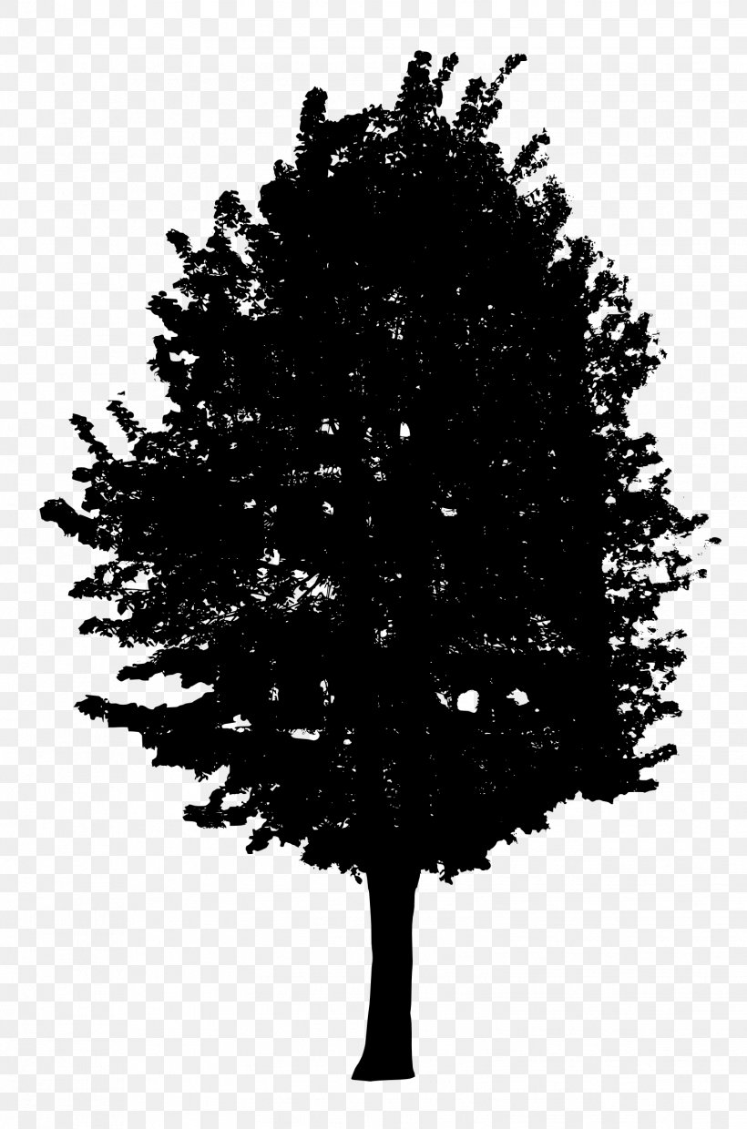 Tree Woody Plant Conifers Clip Art, PNG, 1553x2349px, Tree, Black And White, Branch, Christmas Tree, Conifer Download Free