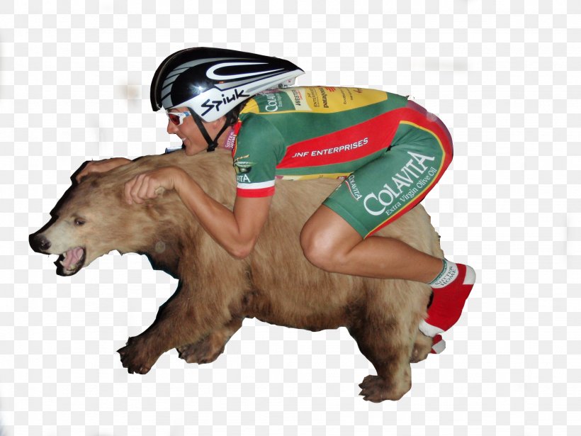 Cat Bicycle Bear Horse, PNG, 2048x1536px, Cat, Animal, Bear, Bicycle, Carnivoran Download Free