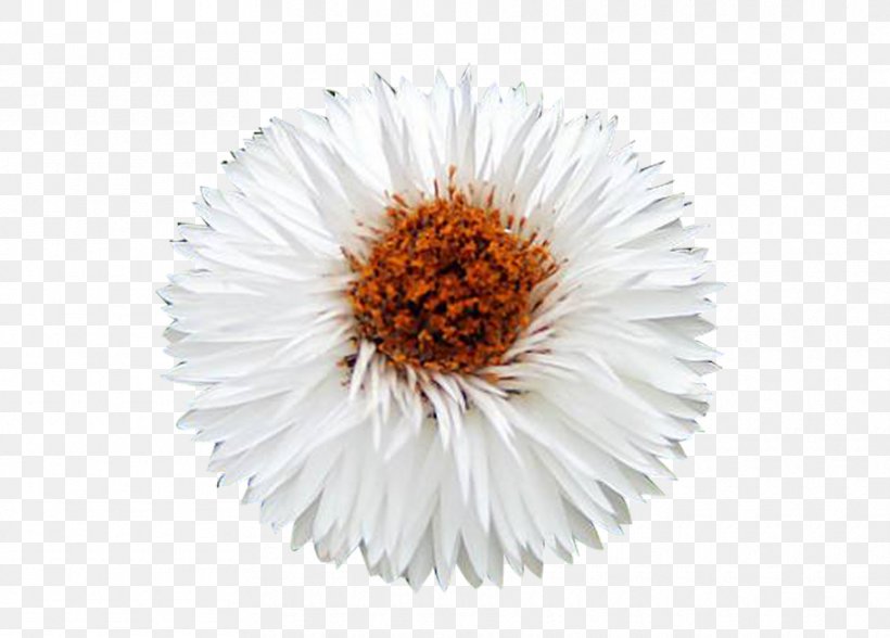 Chrysanthemum White Icon, PNG, 910x653px, Chrysanthemum, Button, Daisy, Daisy Family, Designer Download Free