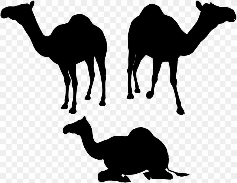 Dromedary Vector Graphics Silhouette Illustration Image, PNG, 1208x934px, Dromedary, Adaptation, Arabian Camel, Blackandwhite, Brou Clar Download Free
