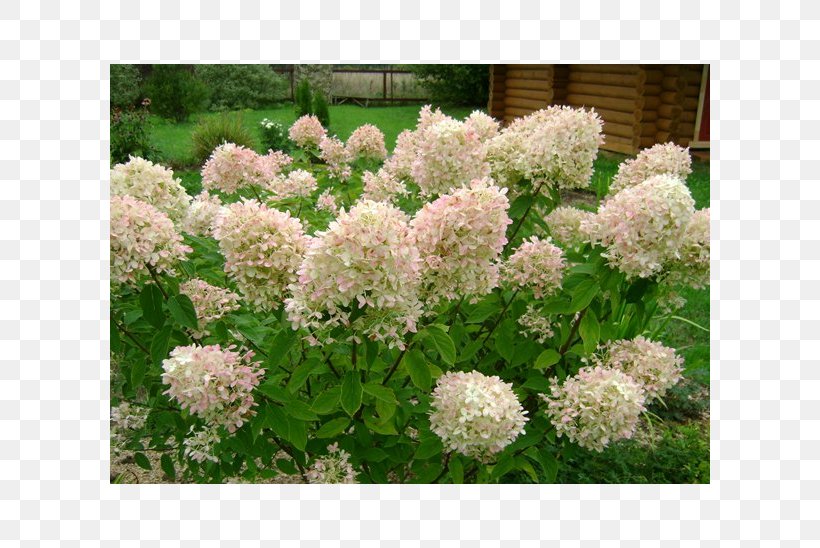 Panicled Hydrangea Shrub Hydrangea Arborescens Flower Inflorescence, PNG, 600x548px, Panicled Hydrangea, Cornales, Crown, Cultivar, Flower Download Free