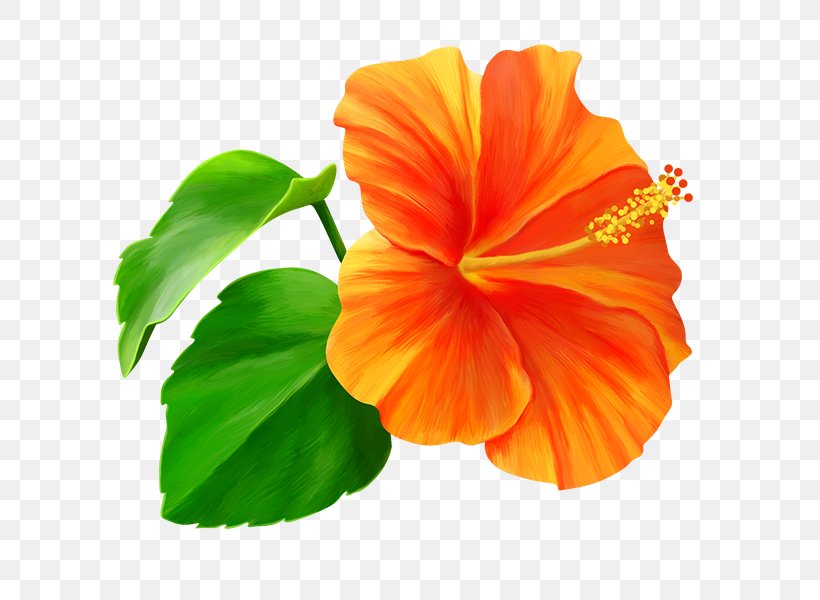 Shoeblackplant Four O'clocks Annual Plant Marvel-of-peru Plants, PNG, 600x600px, Shoeblackplant, Annual Plant, China Rose, Chinese Hibiscus, Flower Download Free