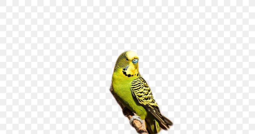Budgerigar Australia Parrot Bird Parakeet, PNG, 650x433px, Budgerigar, Australia, Beak, Bird, Common Pet Parakeet Download Free