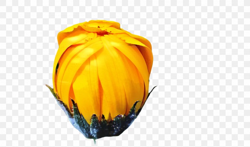 Marigold Flower, PNG, 2604x1532px, Marigold, Bloom, Blossom, Flora, Flower Download Free