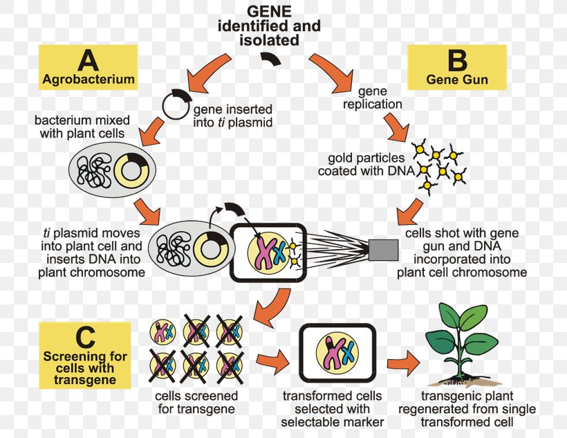 Agrobacterium Tumefaciens Genetic Engineering Genetically Modified Organism Genetically Modified Food Genetically Modified Crops, PNG, 768x633px, Agrobacterium Tumefaciens, Agrobacterium, Area, Bacillus Thuringiensis, Brand Download Free