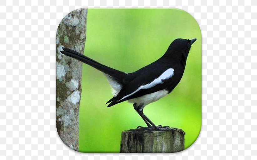 Bird White-rumped Shama Magpie-robins Oriental Magpie-robin Chestnut-capped Thrush, PNG, 512x512px, Watercolor, Cartoon, Flower, Frame, Heart Download Free