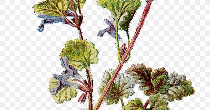 Botany Flower Vintage Clothing Clip Art, PNG, 1200x630px, Botany, Aquarium Decor, Botanical Illustration, Branch, Color Download Free