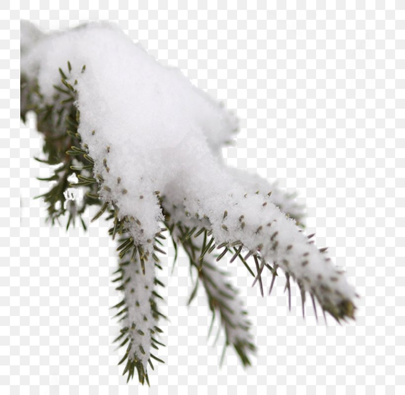 Fir Winter Clip Art, PNG, 738x800px, Fir, Autumn, Branch, Conifer, Conifers Download Free