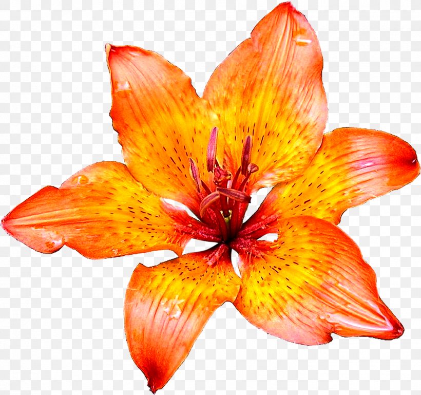 Orange, PNG, 1351x1267px, Petal, Closeup, Daylily, Flower, Lily Download Free