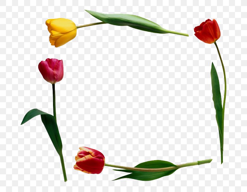 Tulip Flower Clip Art, PNG, 760x639px, Tulip, Floral Design, Floristry, Flower, Flowering Plant Download Free