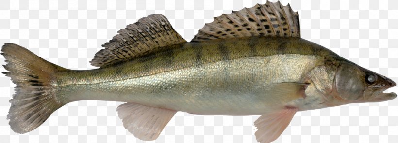 Zander Yellow Perch European Perch Walleye Fish, PNG, 948x343px, Zander, Animal Figure, Barramundi, Bony Fish, Carp Download Free