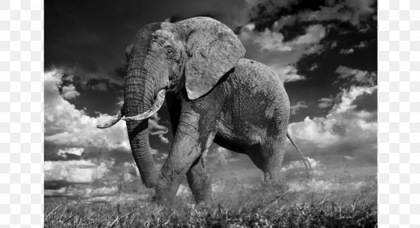 Art Museum Photography Black And White Maddox Gallery, PNG, 1024x559px, Art Museum, African Elephant, Art, Black And White, David Yarrow Download Free