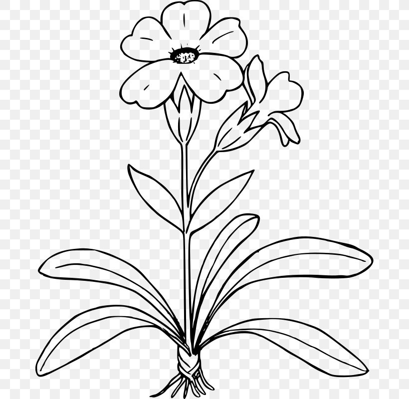 Drawing Primrose Clip Art, PNG, 678x800px, Drawing, Black And White, Branch, Color, Coloring Book Download Free
