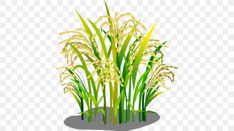 Oryza Sativa Rice Google Images Download, PNG, 894x501px, Oryza Sativa, Aquarium Decor, Cartoon, Caryopsis, Commodity Download Free