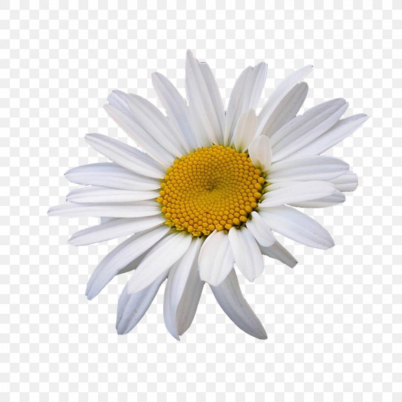 Flower - Oxeye Daisy Common Daisy Flower Chamomile Clip Art PNG