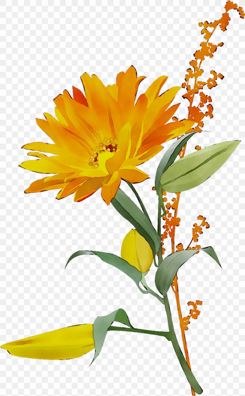 Stock Photography Image Fotosearch Flower, PNG, 976x1577px, Stock Photography, Banco De Imagens, Botany, Calendula, Cut Flowers Download Free