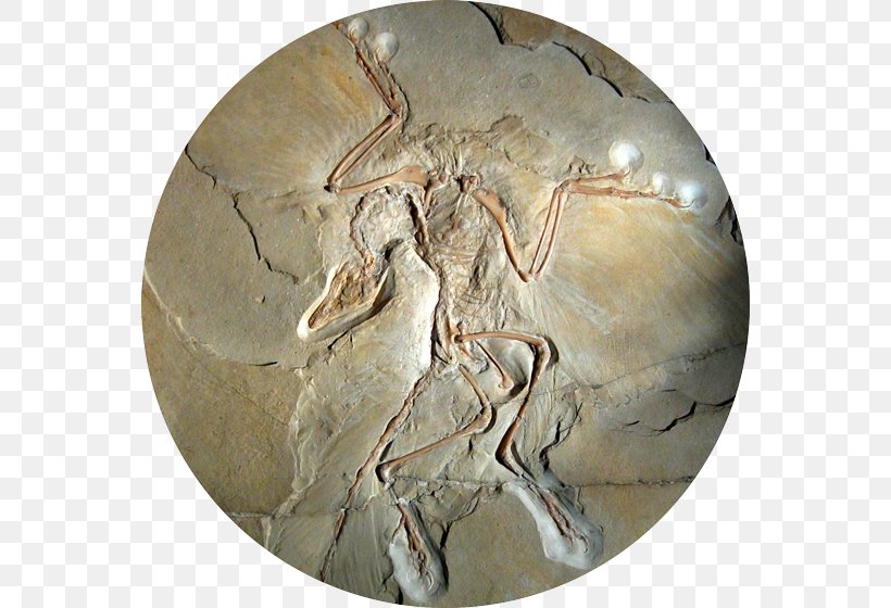 Archaeopteryx Museum Für Naturkunde Origin Of Birds Sinornithosaurus, PNG, 560x560px, Archaeopteryx, Artifact, Bird, Dinosaur, Evolution Download Free