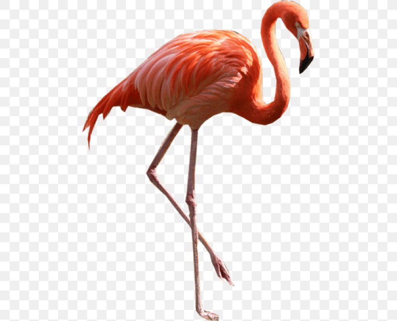 Flamingo Clip Art, PNG, 480x663px, Flamingo, Beak, Bird, Flamingos, Ibis Download Free