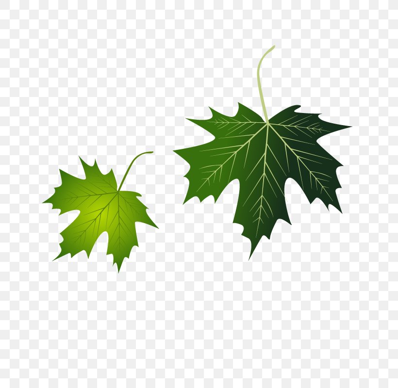 Grape Leaves Leaf, PNG, 800x800px, Grape Leaves, Branch, Flowering Plant, Grape, Grapevine Family Download Free
