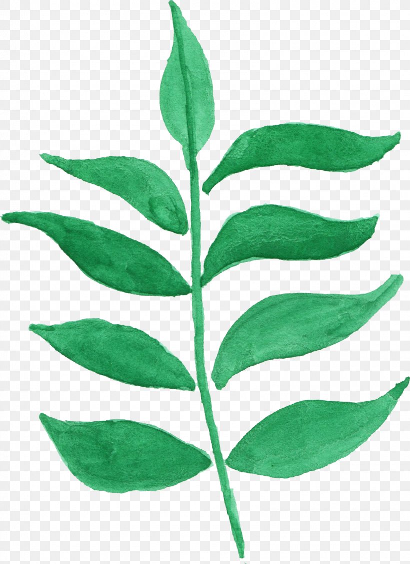 Leaf Plant Stem Watercolor Painting, PNG, 1593x2188px, Leaf, Branch, Com, Flower, Plant Download Free