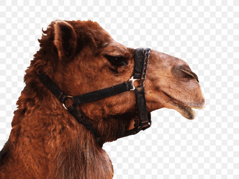 Dromedary Clip Art Image Bactrian Camel, PNG, 900x675px, Dromedary, Alpaca, Arabian Camel, Bactrian Camel, Camel Download Free