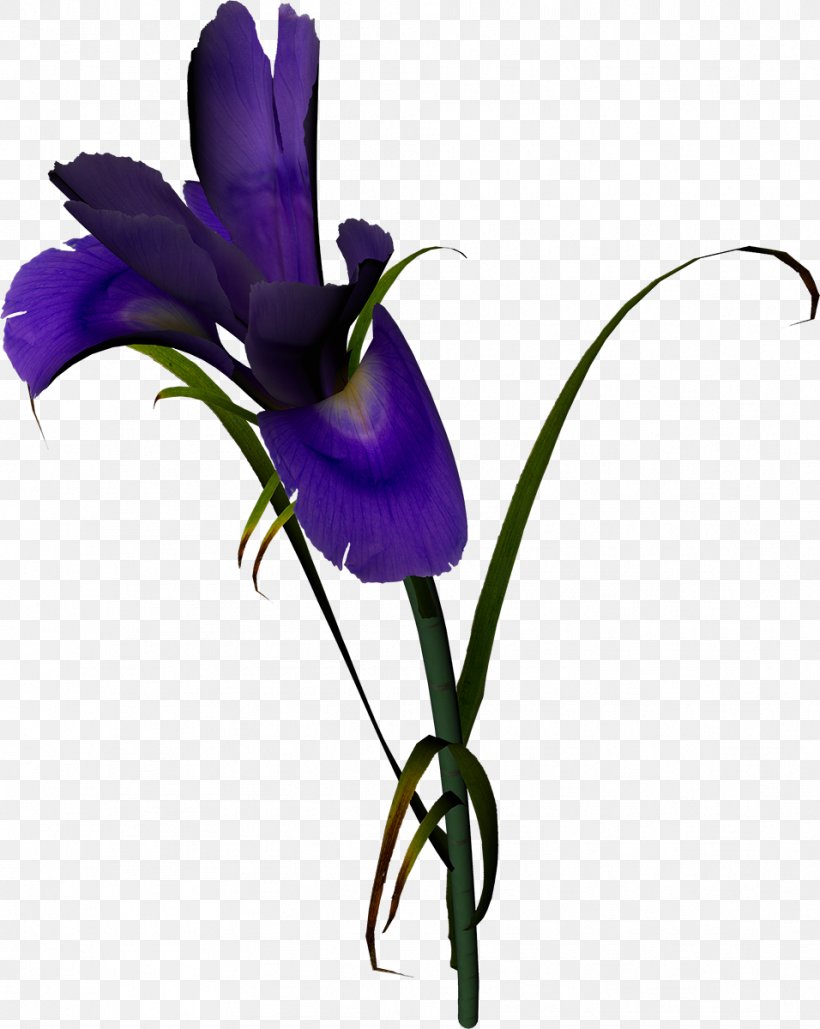 Flower Violet Purple Lilium Garden Roses, PNG, 956x1200px, Flower, Bellflower Family, Color, Cut Flowers, Flora Download Free