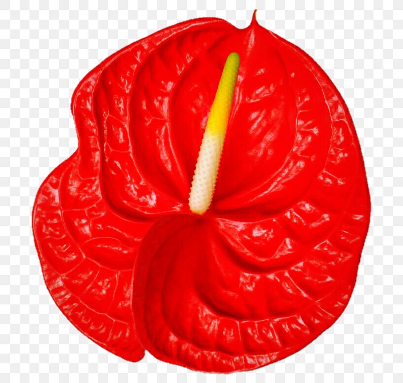 Laceleaf Flower Fruit, PNG, 719x780px, Laceleaf, Flower, Fruit, Red Download Free