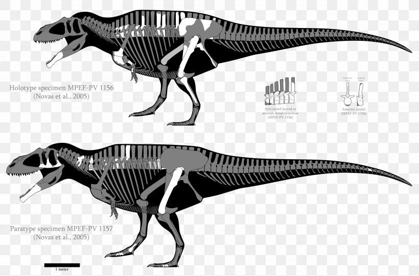 Tyrannosaurus Carcharodontosaurus Acrocanthosaurus Tyrannotitan Giganotosaurus, PNG, 4291x2834px, Tyrannosaurus, Acrocanthosaurus, Allosaurus, Black And White, Carcharodontosauridae Download Free