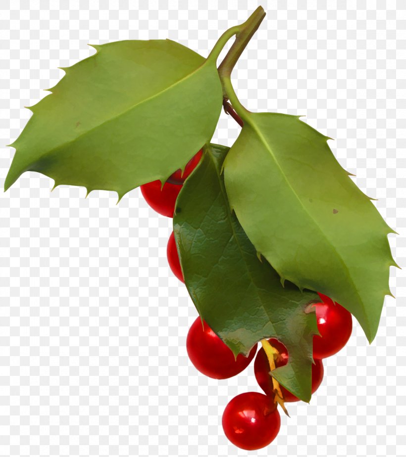 Holly Aquifoliales Leaf Plant, PNG, 1180x1330px, Holly, Aquifoliaceae, Aquifoliales, Berry, Cherry Download Free