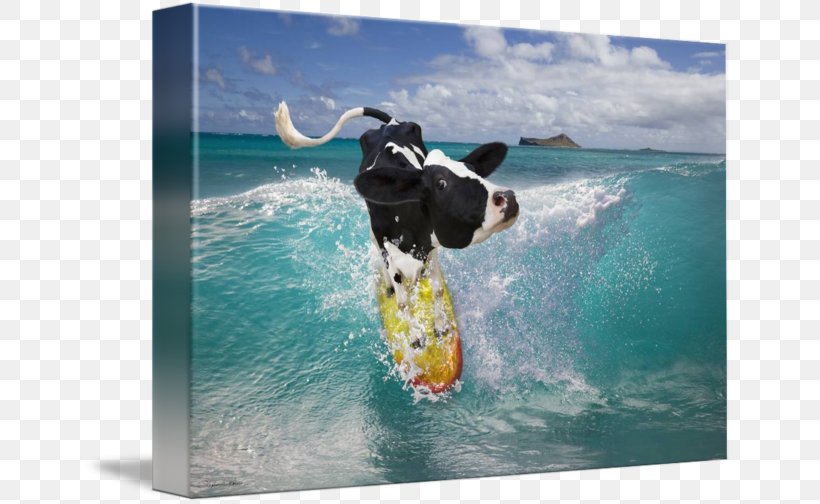 Holstein Friesian Cattle Cowaramup Bombora Surfing Hawaii Wind Wave, PNG, 650x504px, Holstein Friesian Cattle, Cartoon, Cattle, Couchsurfing, Cow Tipping Download Free