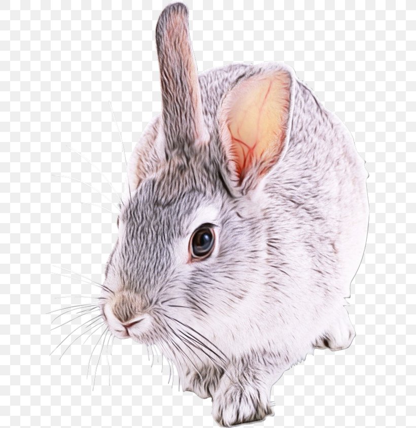 Rabbit Mountain Cottontail Rabbits And Hares Chinchilla Snout, PNG, 639x844px, Watercolor, Chinchilla, Ear, Mountain Cottontail, Paint Download Free