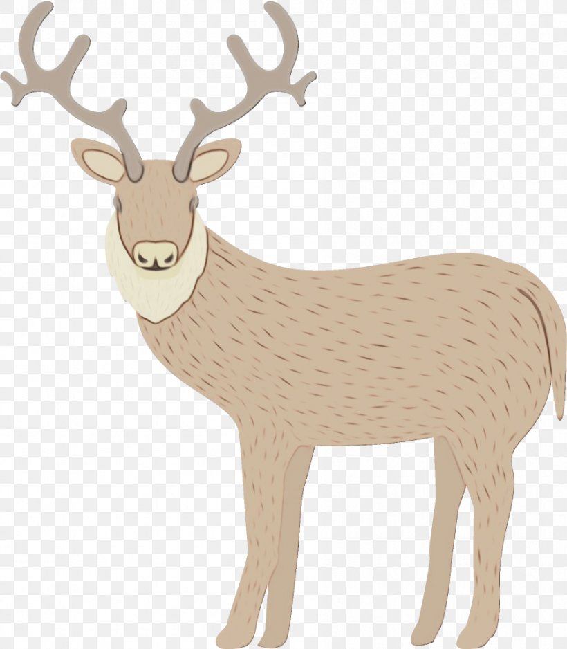 Reindeer, PNG, 896x1026px, Watercolor, Animal Figure, Antelope, Antler, Deer Download Free