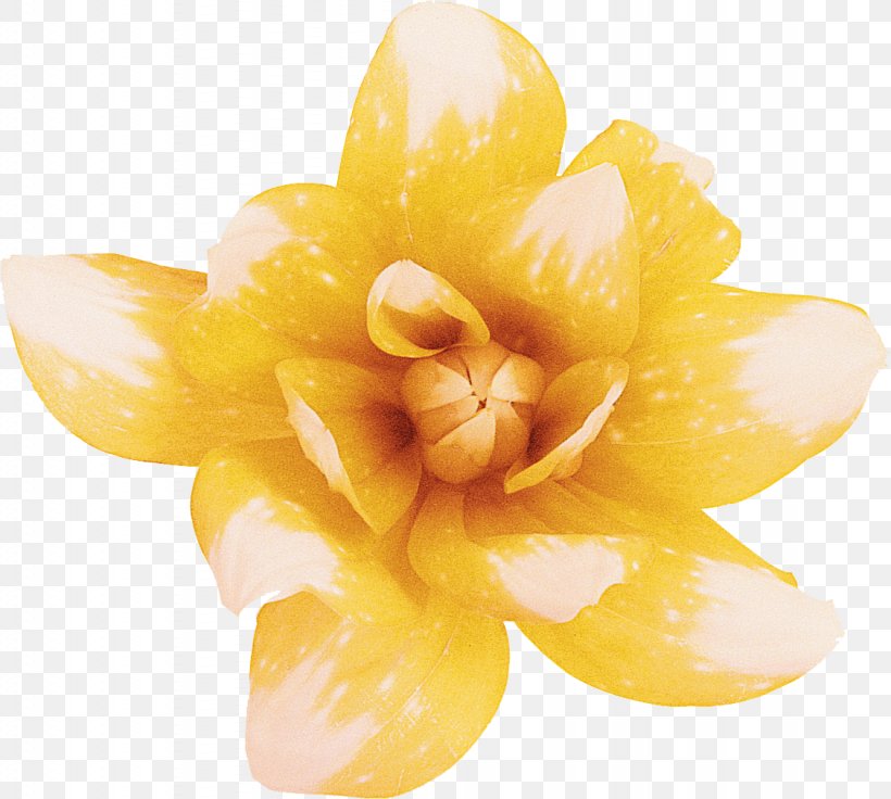 Yellow Flower Intersex Human Rights Australia Intersex Awareness Day, PNG, 1126x1012px, Yellow, Color, Cut Flowers, Flower, Intersex Download Free