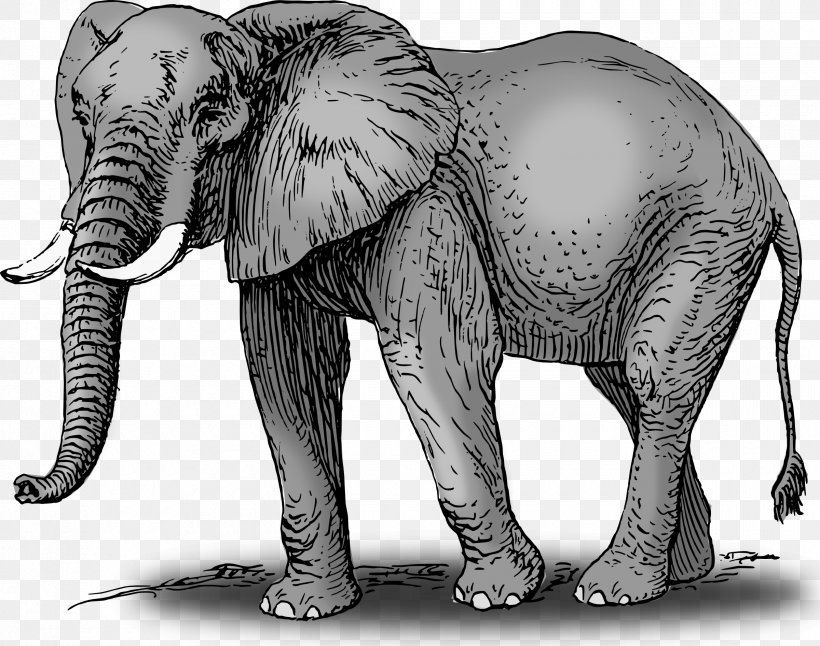 African Bush Elephant Asian Elephant Clip Art, PNG, 2400x1893px, African Bush Elephant, African Elephant, Animal, Asian Elephant, Black And White Download Free