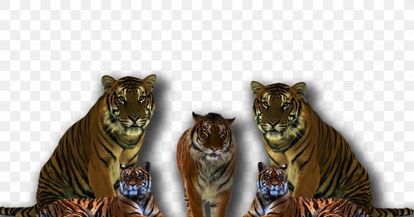 Desktop Wallpaper Display Resolution Download, PNG, 1200x630px, Display Resolution, Big Cats, Carnivoran, Cat Like Mammal, Computer Download Free