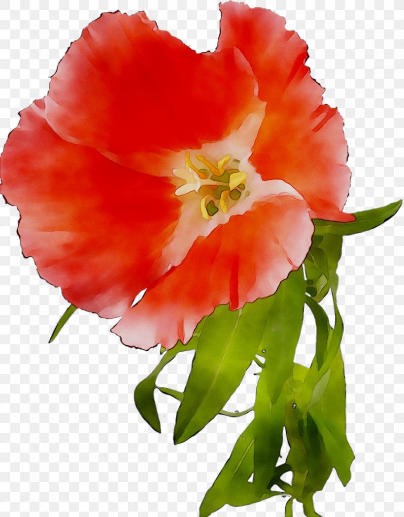 Garden Roses Cut Flowers Annual Plant Herbaceous Plant, PNG, 990x1270px, Garden Roses, Annual Plant, Begonia, Botany, Bouquet Download Free