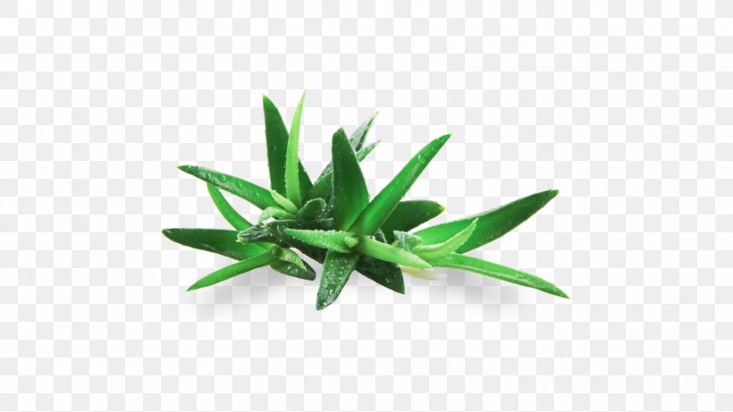 Green Leaf Plant Flower Grass, PNG, 1600x900px, Green, Flower, Grass, Herb, Leaf Download Free