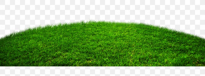 Lawn Wheatgrass Artificial Turf, PNG, 1024x384px, Lawn, Artificial Turf, Grass, Grass Family, Green Download Free