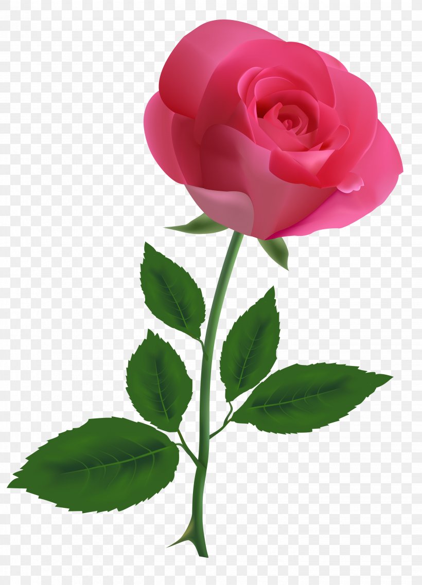 Rose Pink Free Clip Art, PNG, 2880x4000px, Rose, Blog, Bud, Color, Cut Flowers Download Free