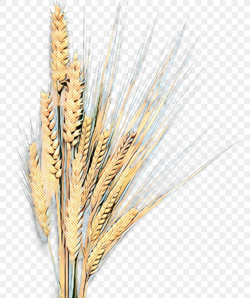 Barley Emmer Grain Einkorn Wheat Cereal, PNG, 1009x1200px, Barley, Celiac Disease, Cereal, Cereal Germ, Corn Download Free