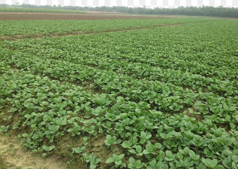 Cabbage Brassica Rapa Rutabaga Plantation Vegetable, PNG, 2592x1850px, Cabbage, Agriculture, Bitter Melon, Brassica, Brassica Oleracea Download Free