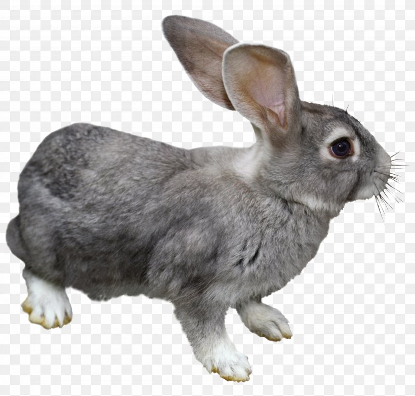 Domestic Rabbit Hare European Rabbit Clip Art, PNG, 3685x3515px, Domestic Rabbit, Animal, Animation, European Rabbit, Fauna Download Free